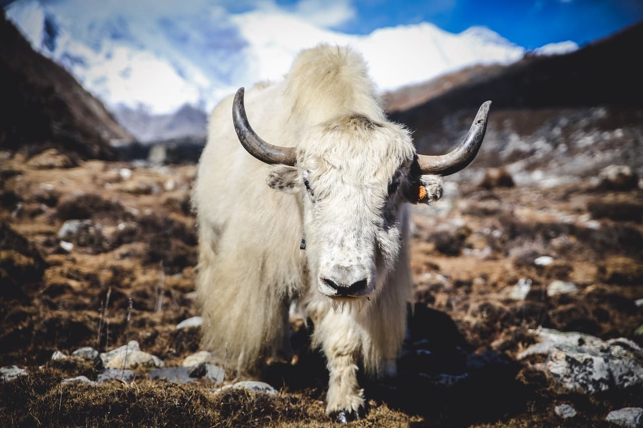 himalayan yak, nature, mountains